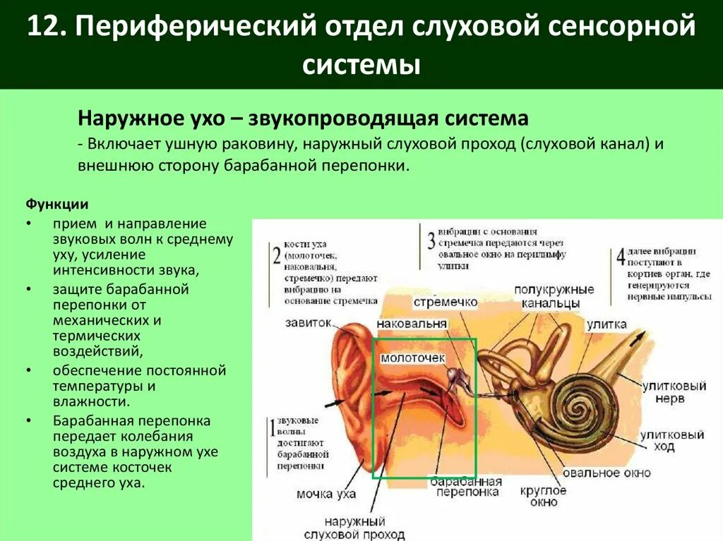 Отдел слуховой анализатор слуховой нерв. Система слухового анализатора периферический отдел. Строение периферического отдела слухового аппарата. Структура периферического отдела слухового анализатора. 3 отдела органа слуха