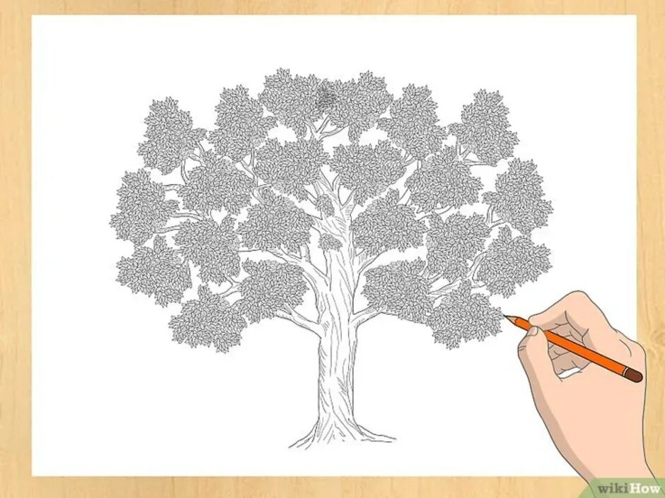 Как нарисовать дерево 5 класс. Дерево для рисования. деревья карандашом для начинающих. дерево рисунок карандашом. пошаговое рисование дерева.