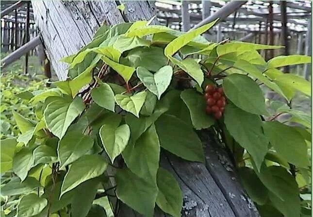 Лимонник куст. Листья лимонника китайского. Листья лимонника китайского. Саженцы лимонник китайский. Листья бетеля.