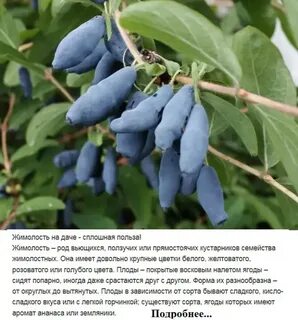 Жимолость медовая