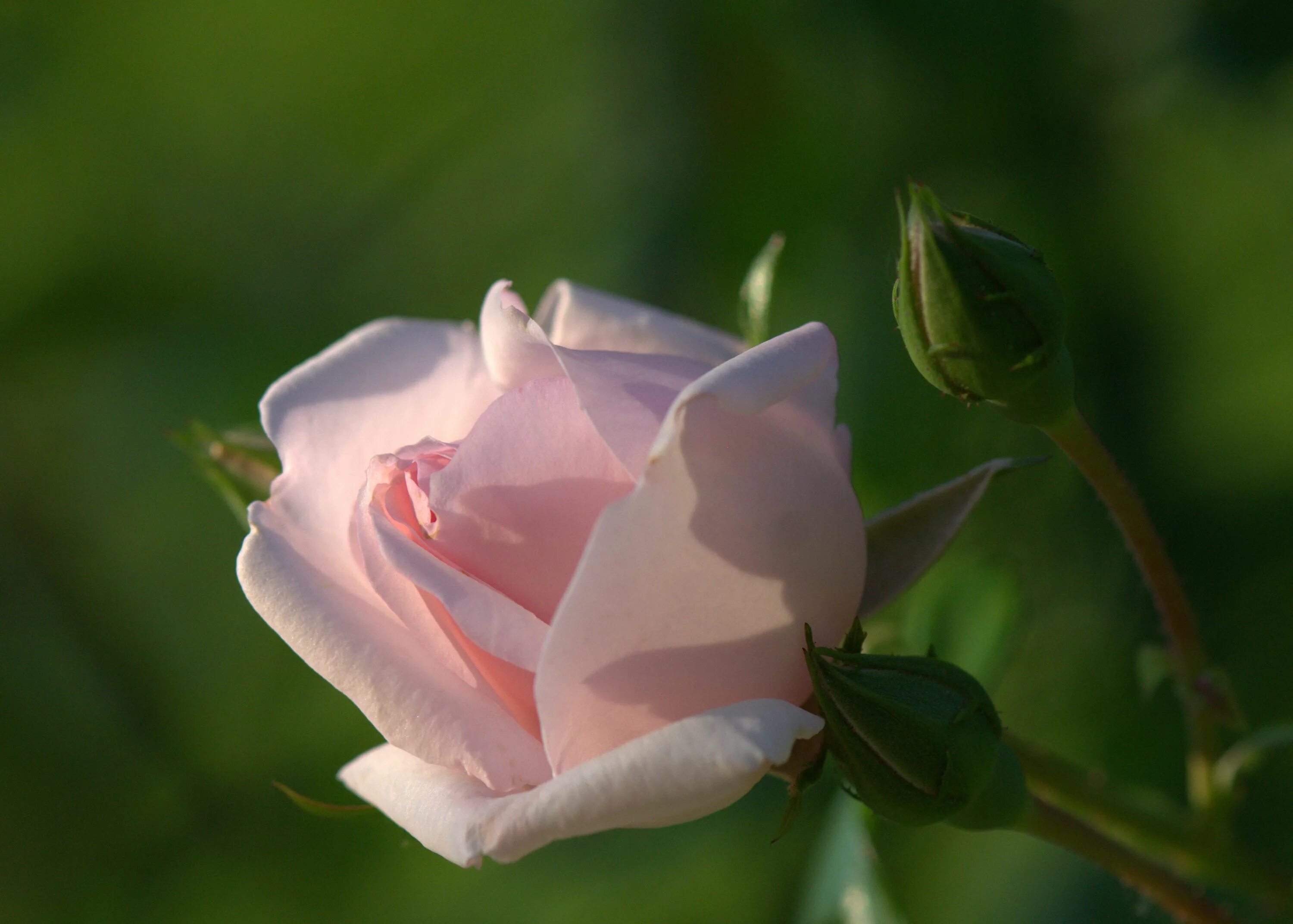 Бутон белой розы. Нежные розы. Красивый бутон. Бутон розовой розы