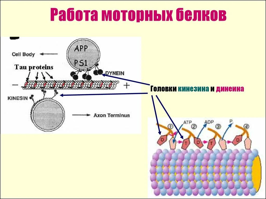 Работа белки. Кинезин и динеин. моторные белки динеин кинезан миозин. кинезин строение. кинезин структура.
