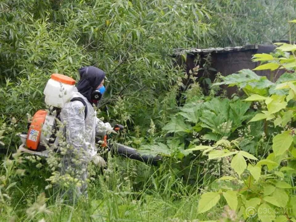 Борьба с сорняками гербицидами. Борьба с борщевиком Сосновского. Гербицидная обработка борщевика. Химическая обработка борщевика. Борьба с сорной растительностью.