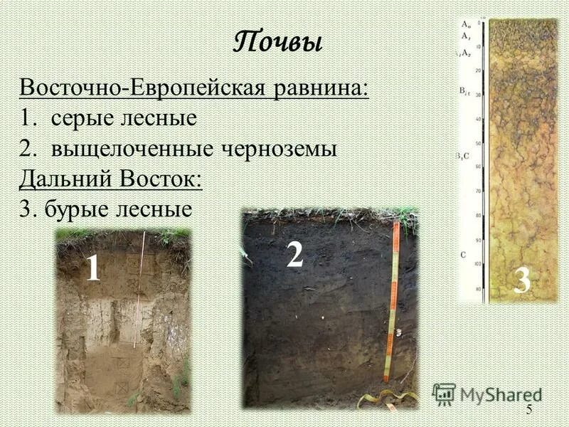 Механический состав почвы восточно европейской равнины