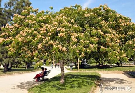 Цветущие деревья фото и названия краснодарского края