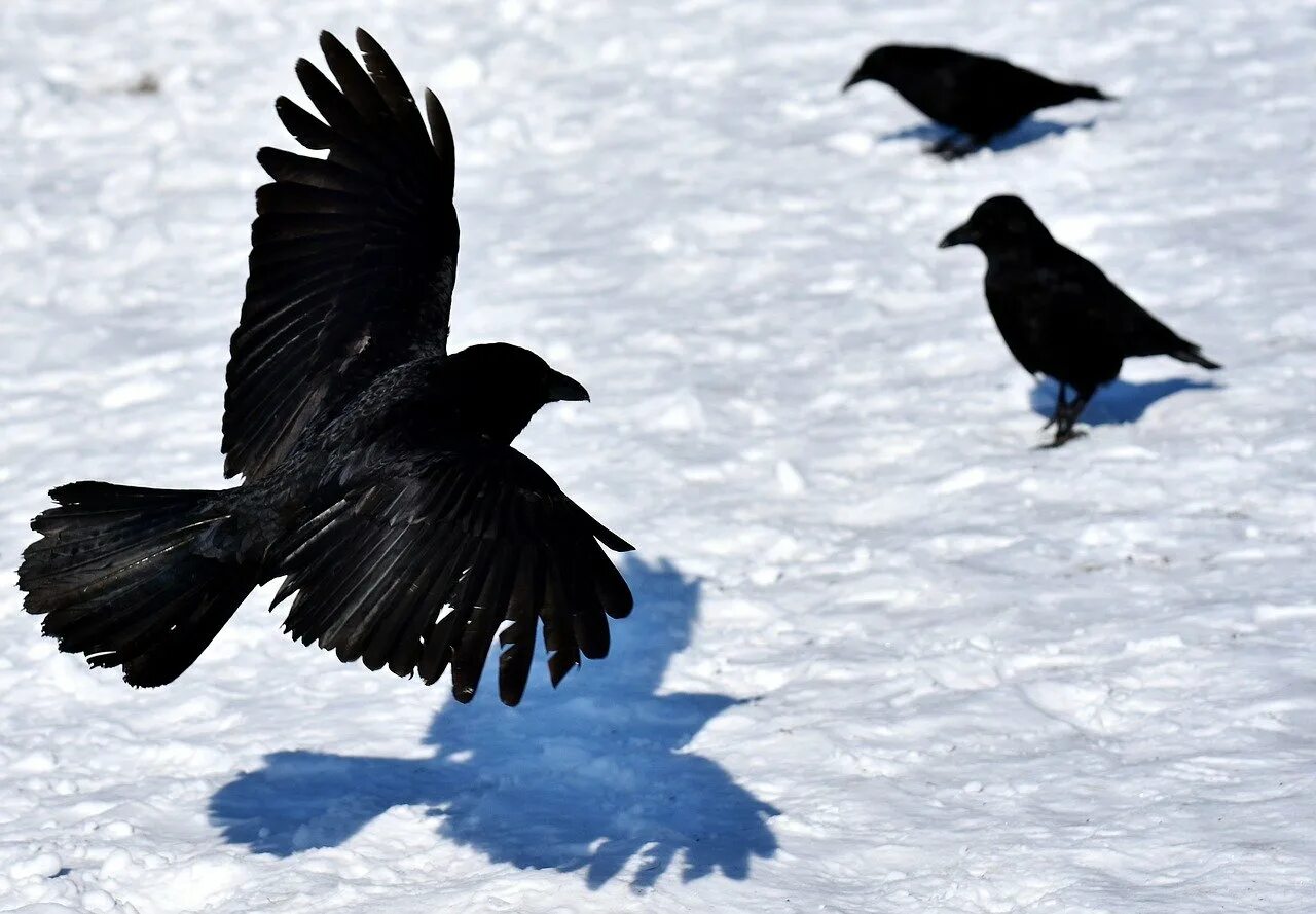 Птицы летающие зимой. Вороны на снегу. Ворона зимой. Вороны птицы. Ворон на снегу.