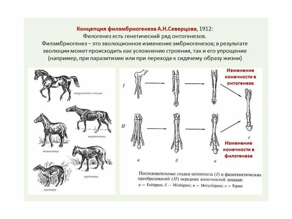 Строение филогенеза. Теория филогенеза Северцова. Теория филэмбриогенезов а.н. Северцова.. Филэмбриогенезы по а.н.Северцову - это:. Филогенез этапы формирования анатомия.