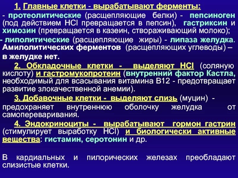 Главные клетки вырабатывают. Клетки желудка вырабатывающие ферменты. Главные клетки желудка вырабатывают. Протеолитические ферменты. Пепсин амилаза соляная кислота слизь