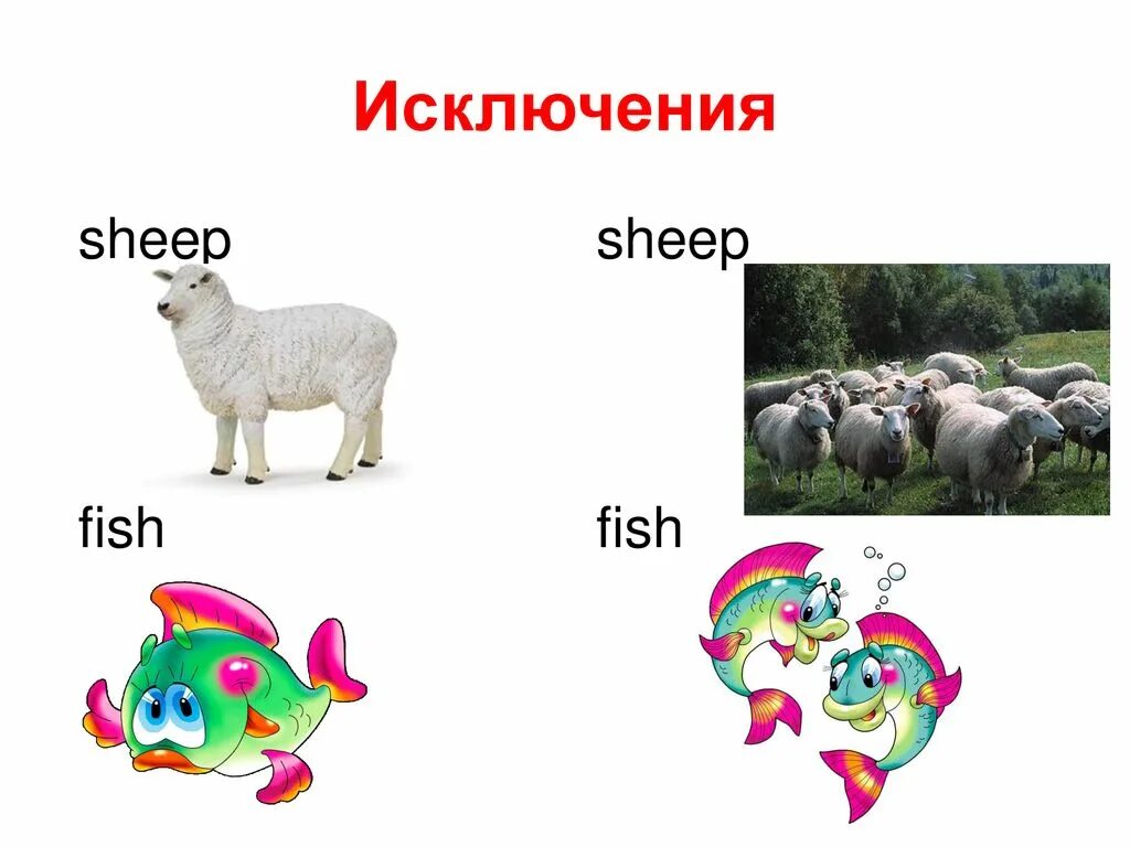 Sheep множественное. Sheep множественное число. Овцы во множественном числе на английском. Wsheep множественное число. Как по английски будет овца