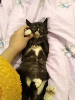 Кот хромает на лапу