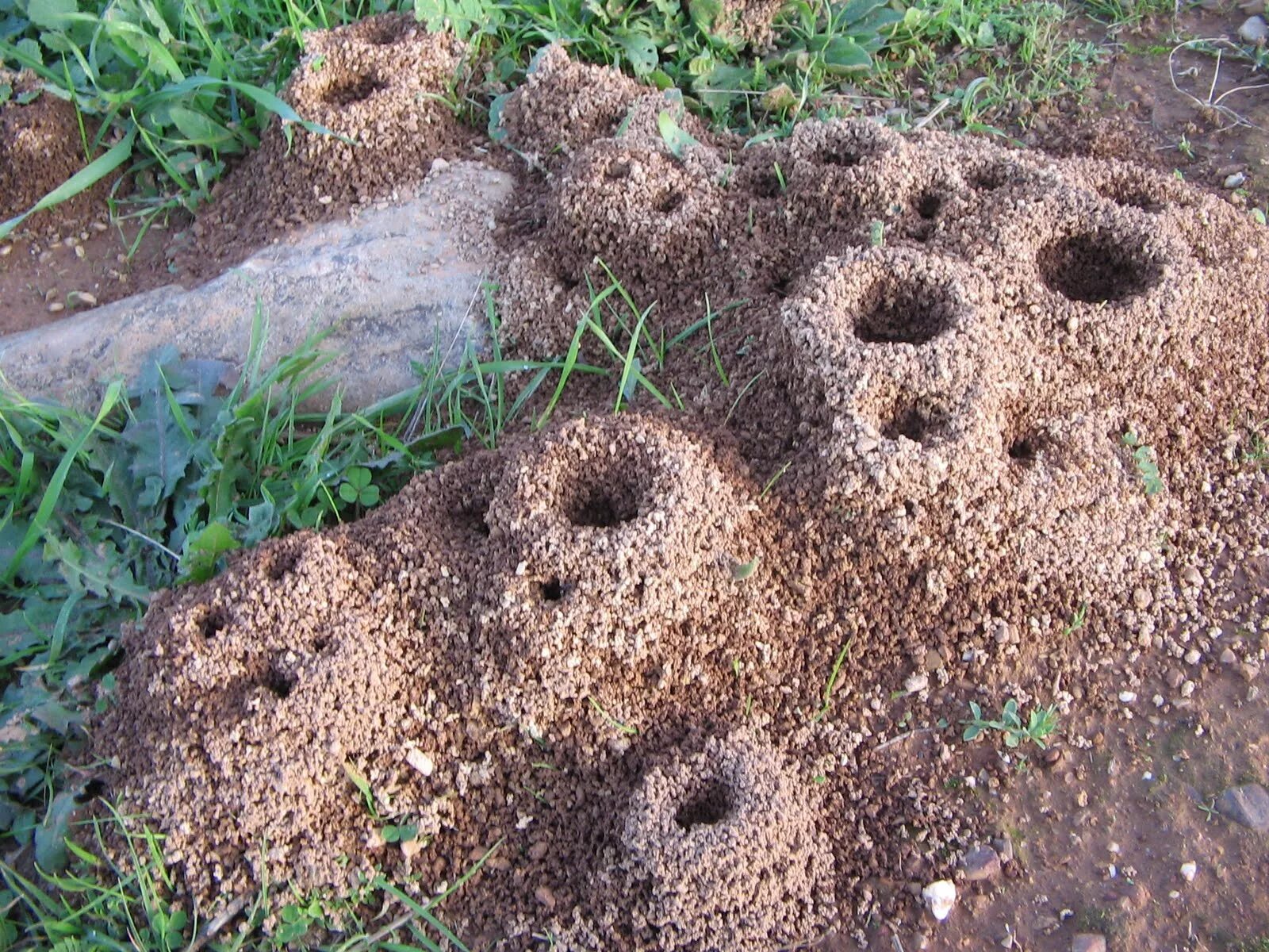 Солдат расположился на ночлег вблизи муравейника. Муравейник гнездо. Гнездо муравьев. Муравьиное гнездо. Муравейник в земле.