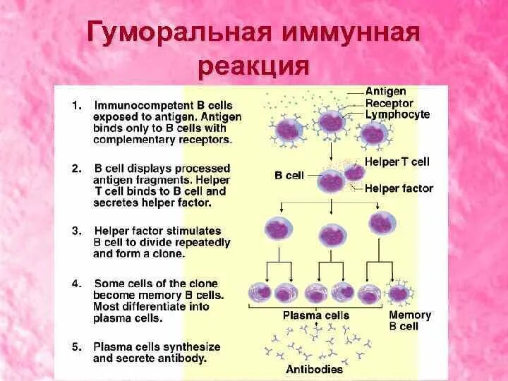 Схема иммунного ответа гуморального типа. Реакции гуморального иммунитета. Гуморальная иммунная реакция. Гуморальный иммунитет схема.