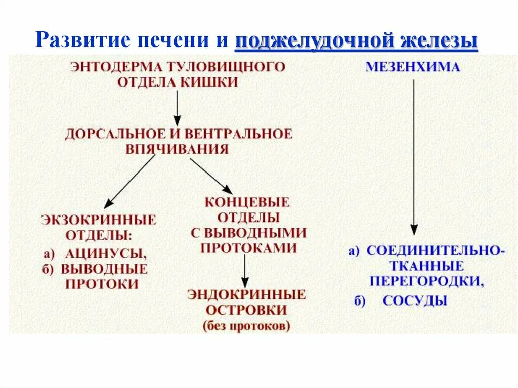 Эпителий печени и поджелудочной железы. Источники развития печени гистология. Источник развития поджелудочной железы. Источники развития поджелудочной железы гистология. Источник развития печени и поджелудочной железы.