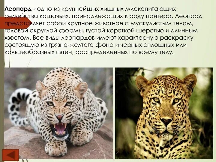 Пантера относится к роду крупных. Пантера относится к роду крупных