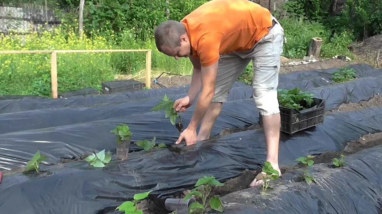 Покажи видео как сажать. Батат рассада. Батат на грядке. Батат посадка. Батат грядки для посадки.