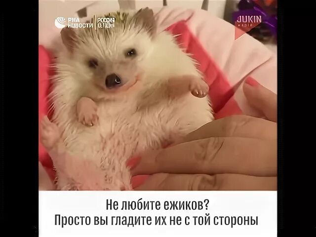 Гладит ежа. Ежику чешут пузико. Ежа гладят. Ежа гладят. Гладит ежа.