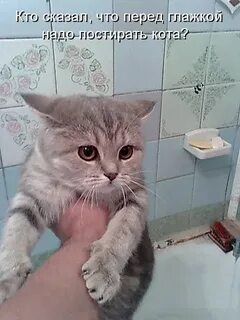 Кота туда