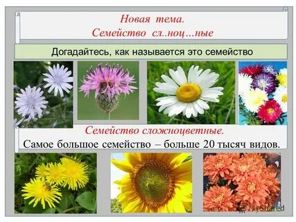 Три примера растений сложноцветные