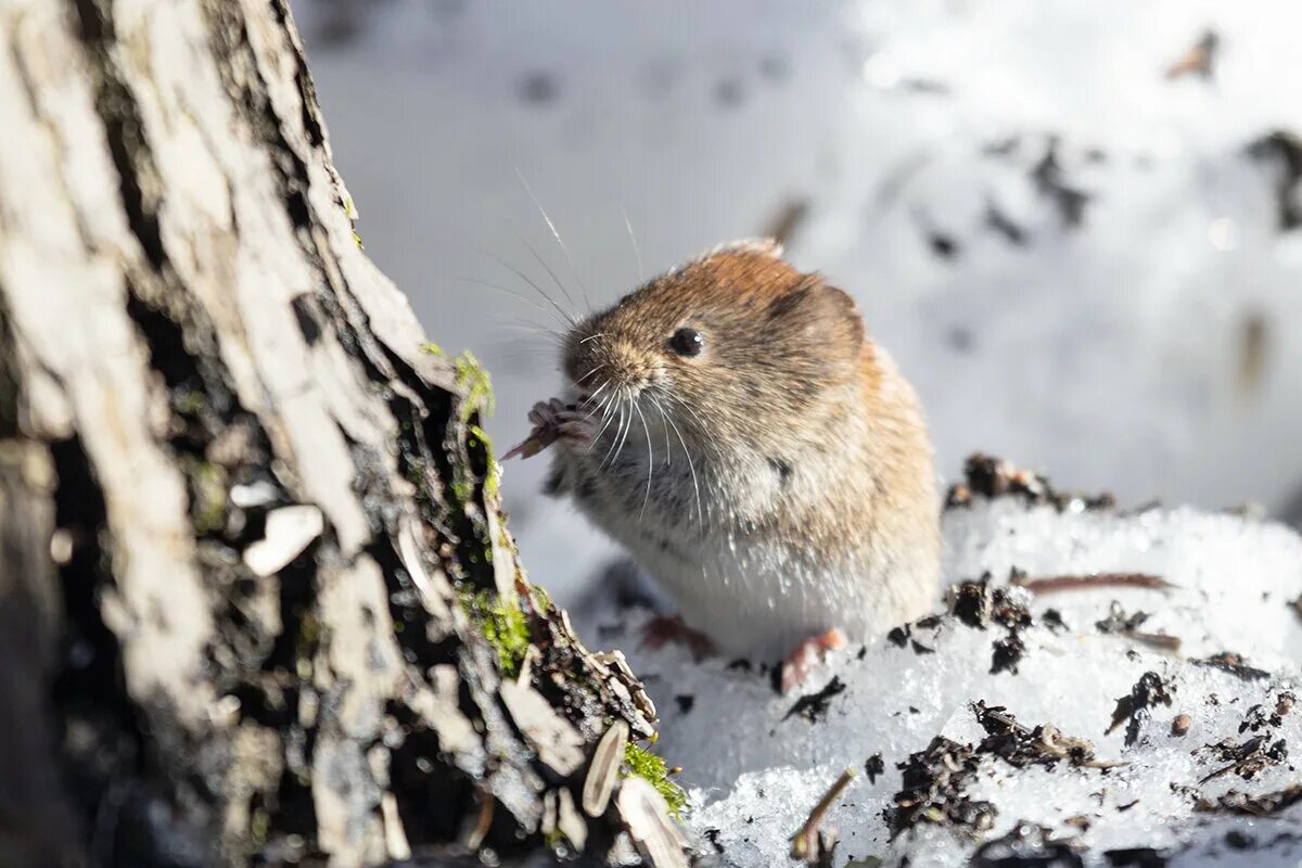Полевые мыши зимой. Мышь полевка. Полевка грызун Крым. Мышь полевка и ГЛПС. Полевая мышь с длинным носом.