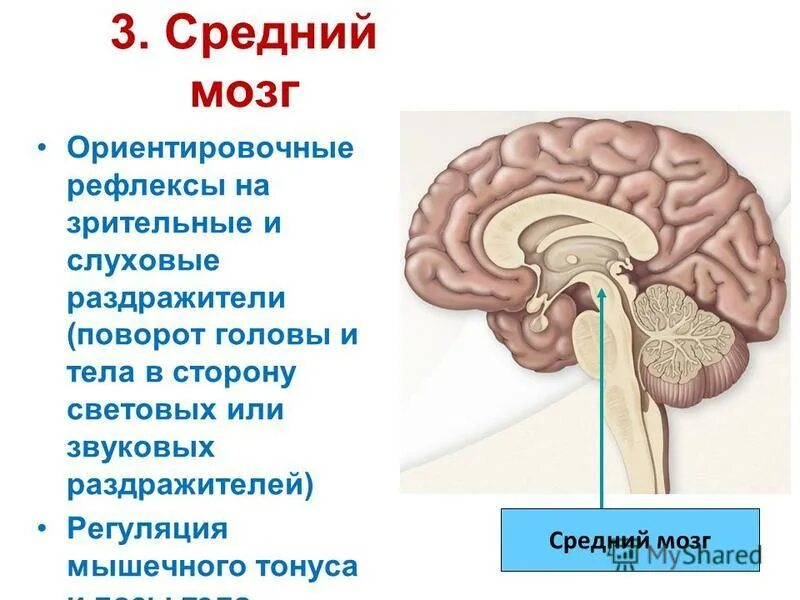 Рефлекс поворота головы