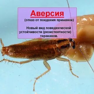 Аверсия