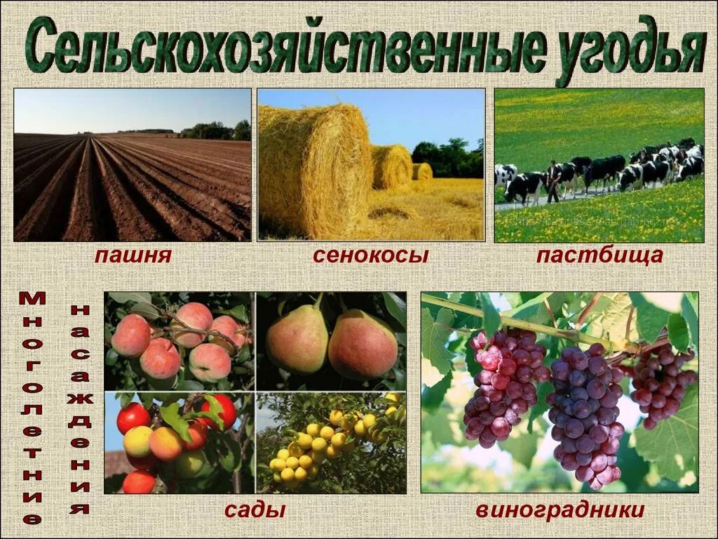 Пашня сенокос пастбища. Типы сельскохозяйственных угодий. Сельское хозяйственное угодье. Пашни и пастбища сельскохозяйственные угодья.