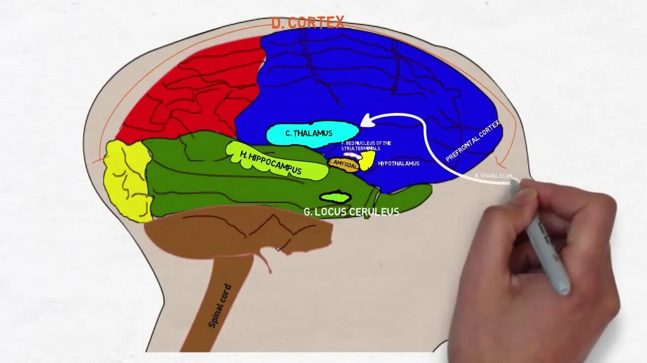 Гипоталамус. Участки мозга gif анимация. Стресс мозг. Паническая атака мозг