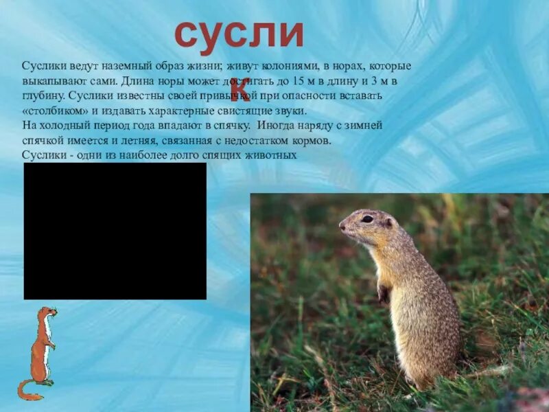 Степные животные сообщение 4 класс. Презентация на тему суслик. проект про суслика. небольшое сообщение про суслика. маленькое сообщение о суслике.