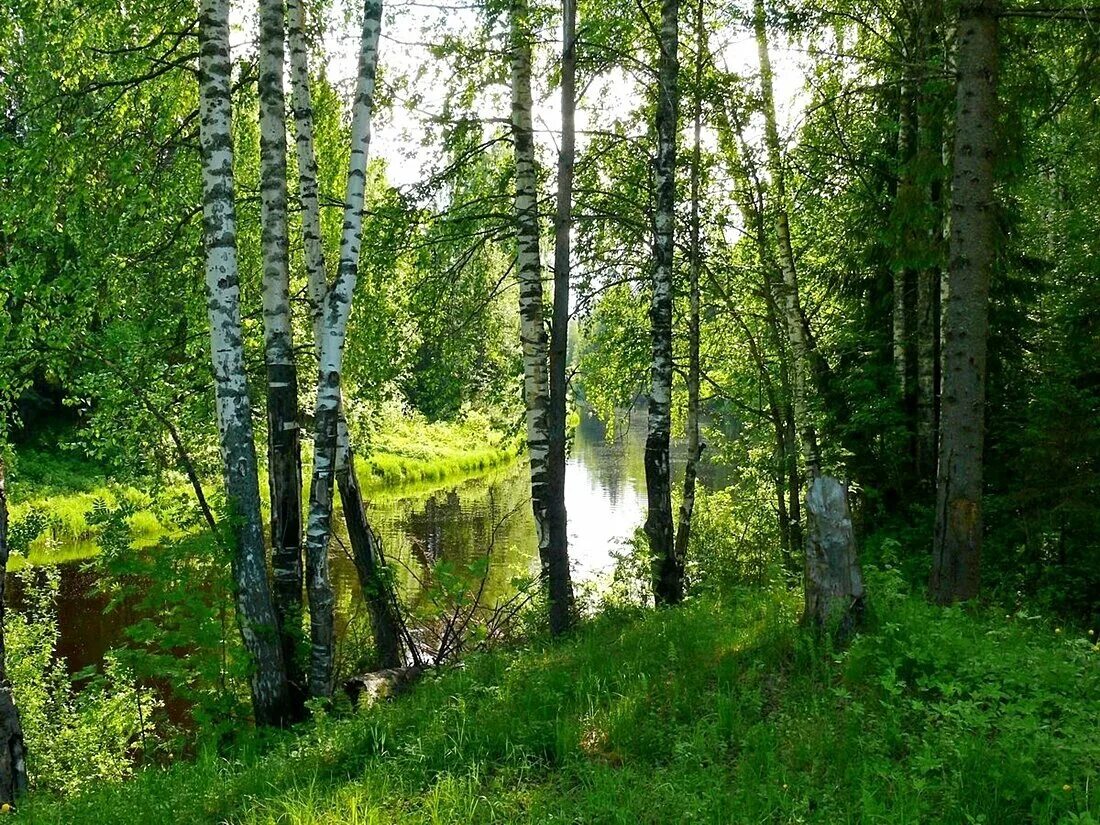 Леса россии лето. Берёзовая роща и река. Берёзовая крона и река. Лес природа березы Россия. Красота русской природы.