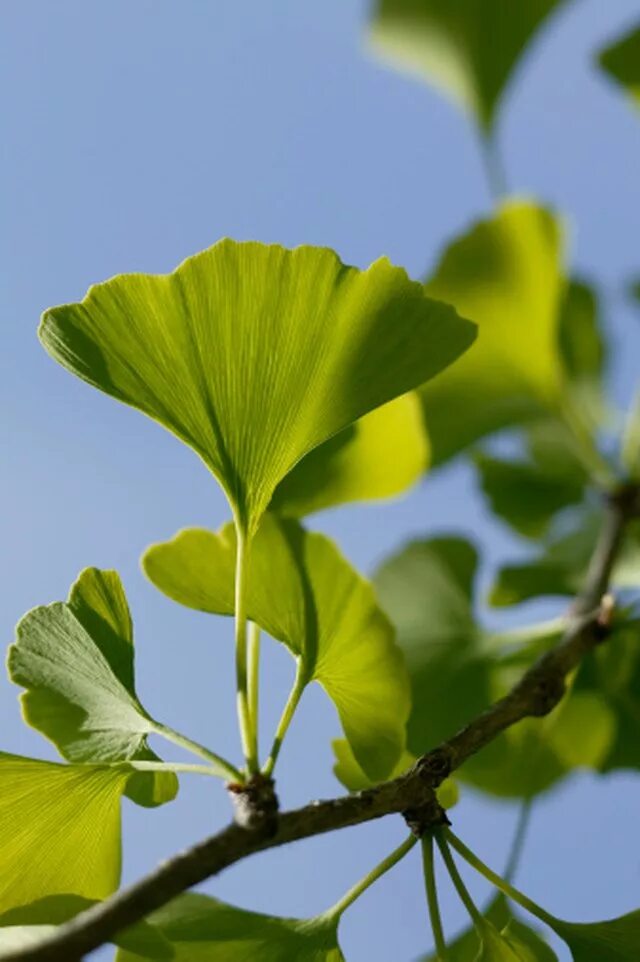 Гинкго двулопастный лист. Ginkgo (гинкго) Biloba растение. Растение гинкго двулопастный. Гинкго двулопастный (Ginkgo Biloba).