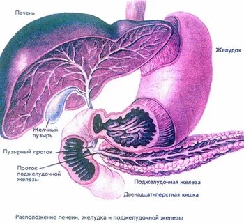 Печень желудочный пузырь
