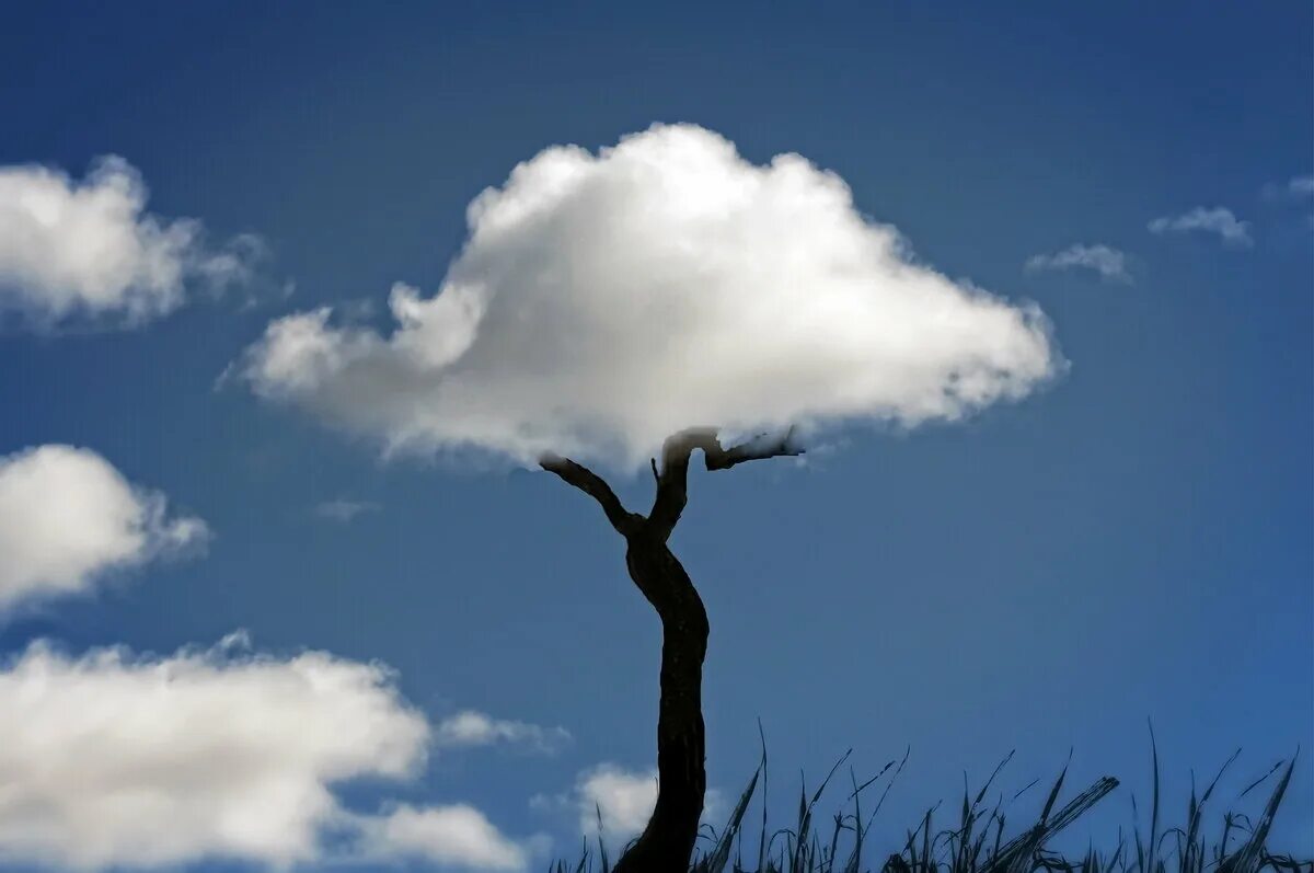 Дерево в облаках. Оптические иллюзии в природе. Фон облака и деревья. Облако из дерева.