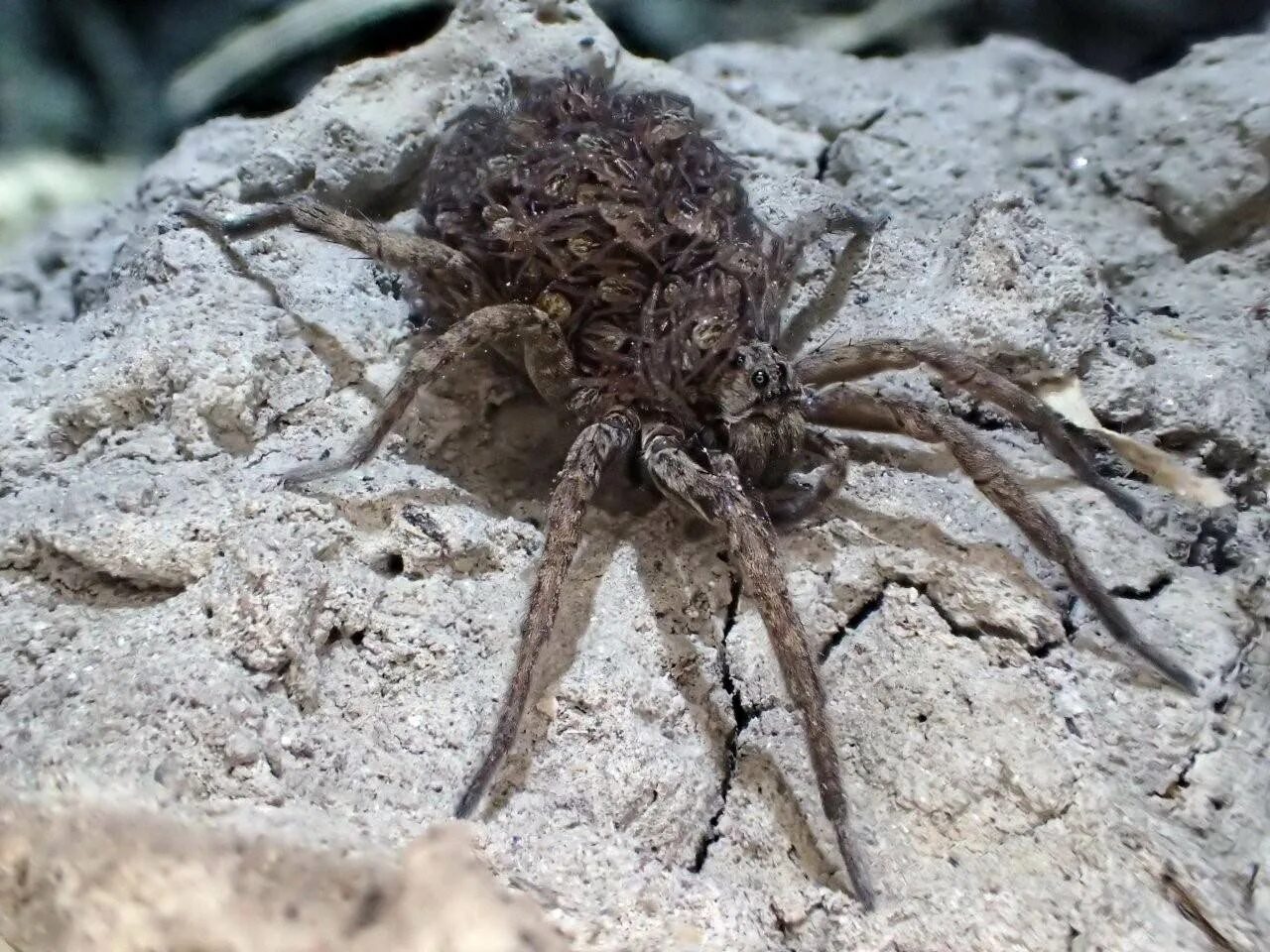 Spider island. Австралийский паук волк. Нашествие пауков в Австралии. Паук волк паутина. Долина пауков Австралия.