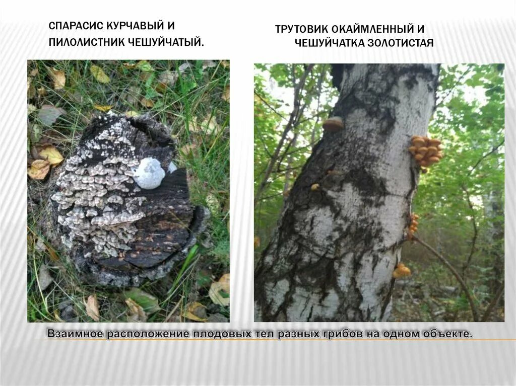 Гриб трутовик и береза взаимоотношения. Строение гриба трутовика. Чага и трутовик. Трутовик и береза Тип взаимоотношений. Гриб трутовик курчавый.