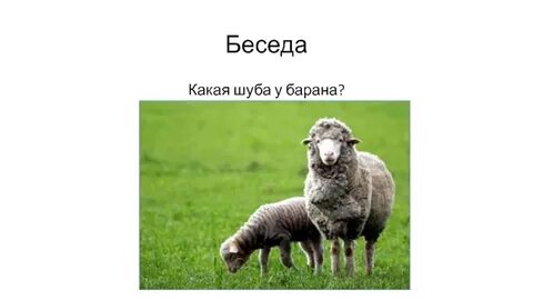 Слово барана