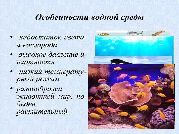 Условия существования живых организмов в океане. Водная среда обитания характеристика. Водная среда обитания биология 5. Свойства водной среды обитания 5. Презентация на тему водная среда..