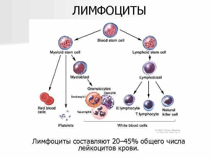 B лимфоциты схема. Лимфоциты схема классификации. T лимфоциты строение. Лимфоциты структура и функция. Лимфоциты структура