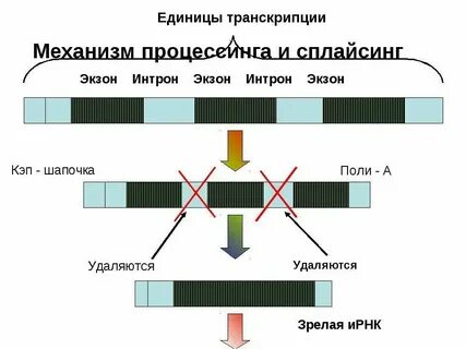 Целостная система норм