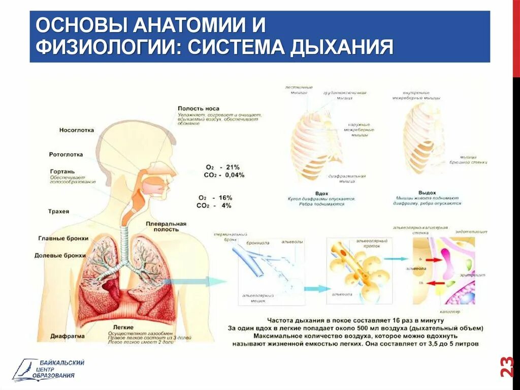 Дыхательная система анатомия. Анатомия и физиология дыхательной системы. Система дыхания физиология. Физиология дыхания анатомия.