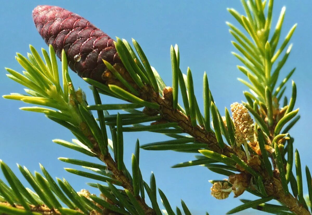 как выглядит мужская шишка ели. голосеменные сосна обыкновенная. семязачаток голосеменных растений. брахибласт сосны обыкновенной. ель сибирская стробилы.