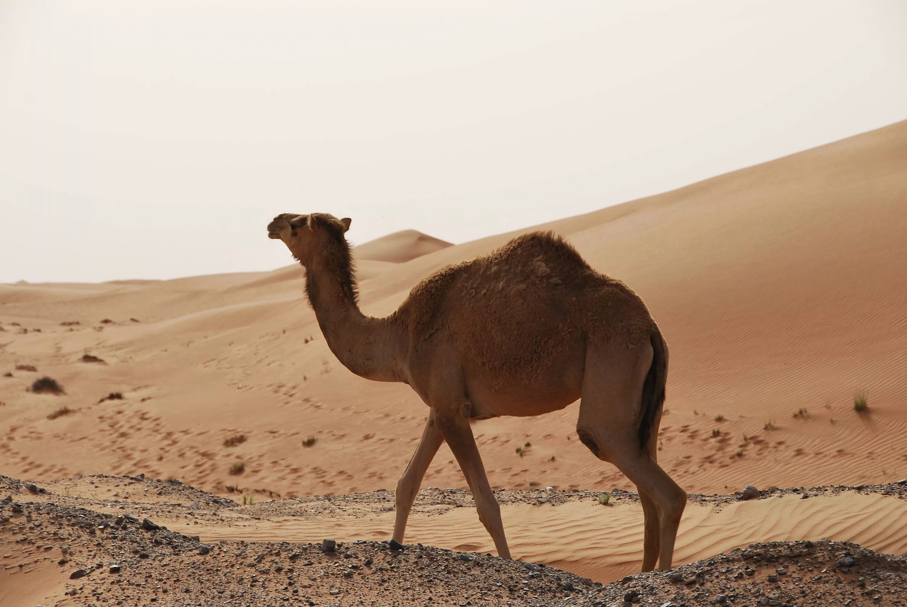 Camel snake