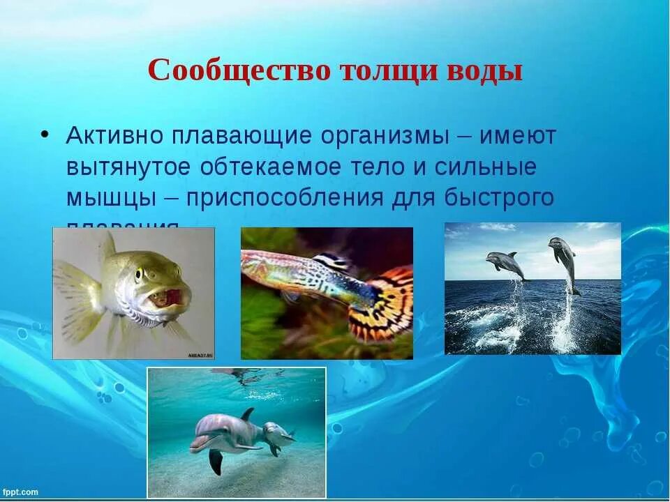 Обитатели толщи воды. Сообщество толщи воды обитатели. Сообщество толще воды животные. Животные обитающие в толще воды. Активное передвижение не является характерной