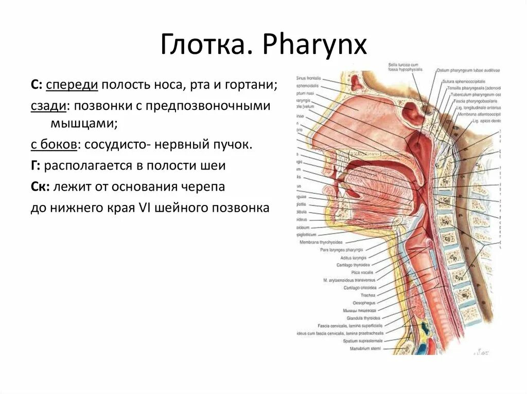 Глотка 4 буквы. Топографическая анатомия глотки. Отделы глотки.. Строение и топография глотки. Полость глотки анатомия строение. Глотка строение стенки топография функции.