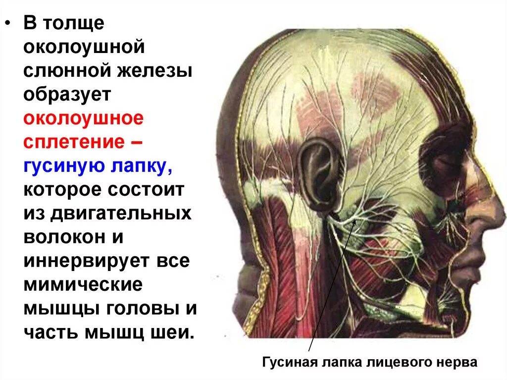 Отверстия тройничного нерва. Гусиная лапка лицевого нерва. околоушное сплетение лицевого нерва. околоушная слюнная железа нерв. малая гусиная лапка тройничного нерва ветви.