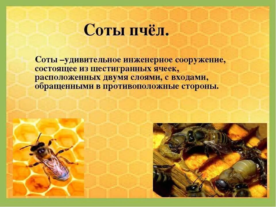 Пчеловодство 3 класс