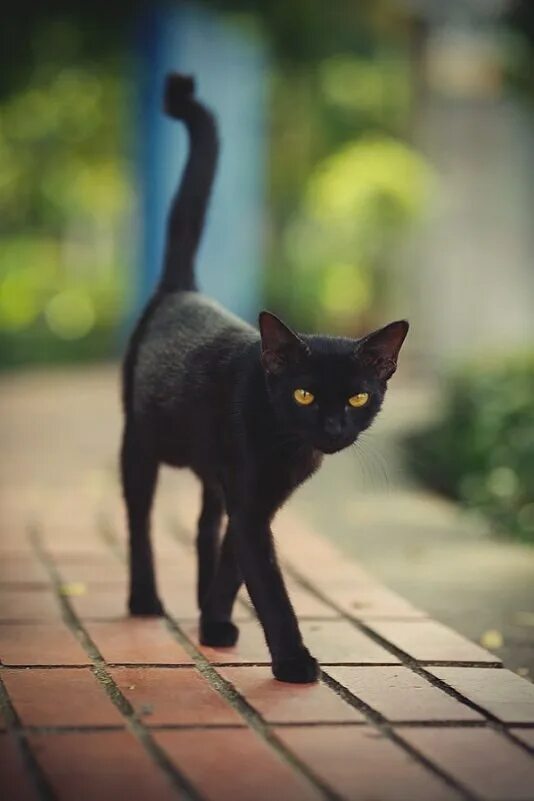 Изящная черная кошка. Грациозная черная кошка. Грациозный черный кот. Грациозная кошка