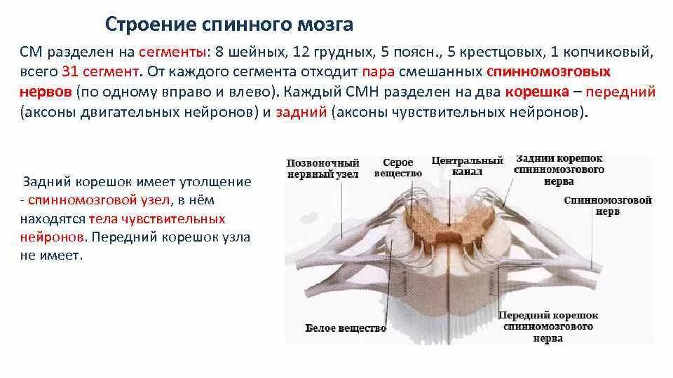 В шейном отделе спинного мозга сегментов. Анатомические структуры сегмента спинного мозга. Спинной мозг. Функции. Сегменты спинного мозга.. Сегмент спинного мозга анатомия. 10. Функции спинного мозга..