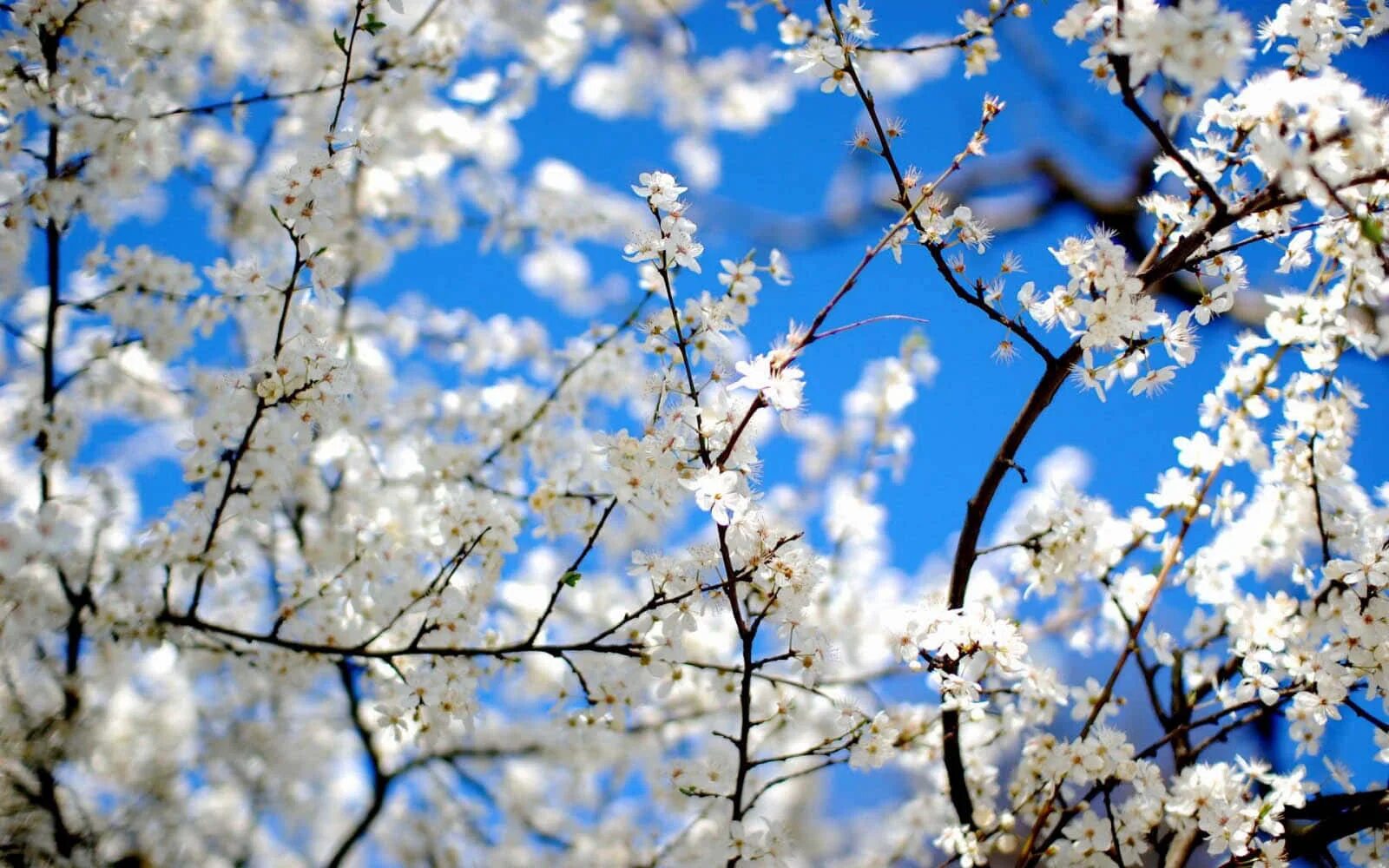 White spring. Весенняя тема. Весенний фон. Природа весной.