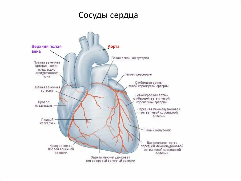 Коронарные артерии кровоснабжают. Венечные артерии сердца анатомия. Строение коронарных артерий сердца. Сосуды сердца спереди анатомия. Венечные артерии сердца схема.