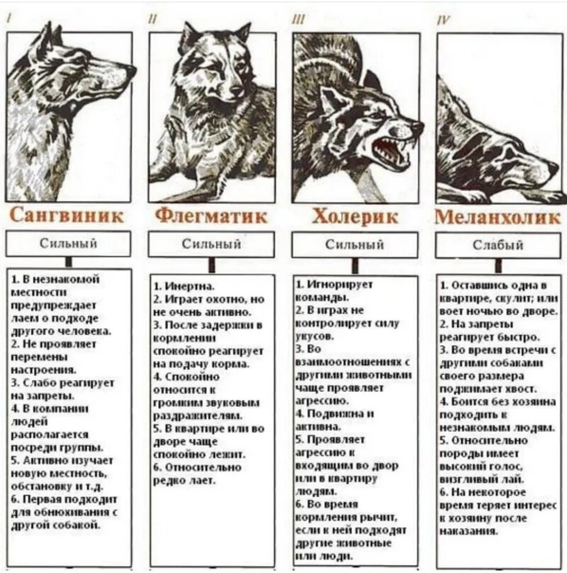 Поведение собак характеристика. Типы ВНД собак. Типы ВНД собак таблица. Типы высшей нервной деятельности у собак. Тип ВНД сангвиник у собак.